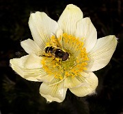 Anenome occidentalis - western Pasque Flower 16-2212